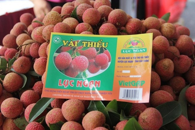 Government promotes geographical indications of Vietnamese export products - ảnh 1