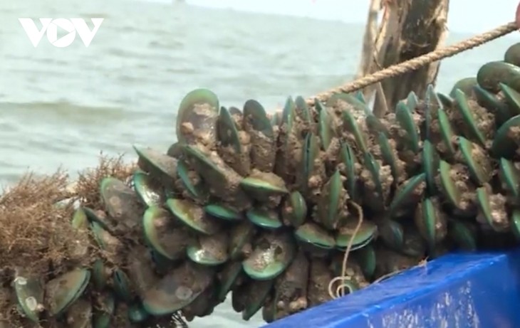 Green mussel farming makes farmers in Kien Giang better off - ảnh 1