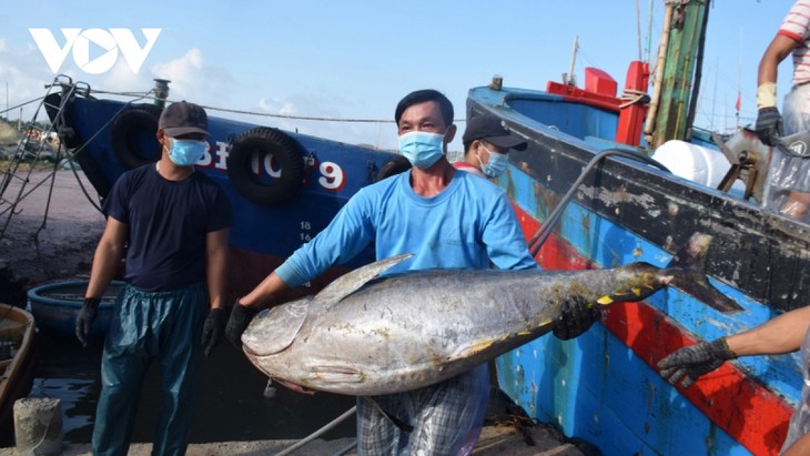Fishermen in Binh Dinh earns a bumper tuna crop   - ảnh 1