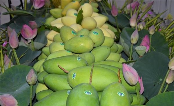 Dong Thap exports first batch of mangoes to Europe in 2022 - ảnh 1