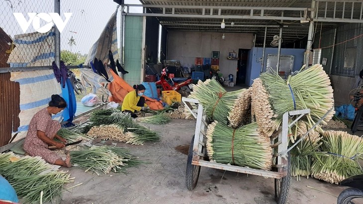 Lemon grass helps farmers in Tien Giang province escape poverty - ảnh 2