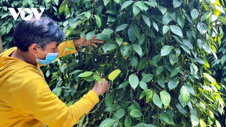 Pepper growers in Gia Lai enjoy bumper crops thanks to sustainable farming methods  - ảnh 1
