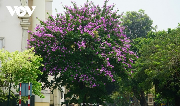 Emergence of blossoming crape myrtle flowers in Hanoi marks arrival of summer - ảnh 10