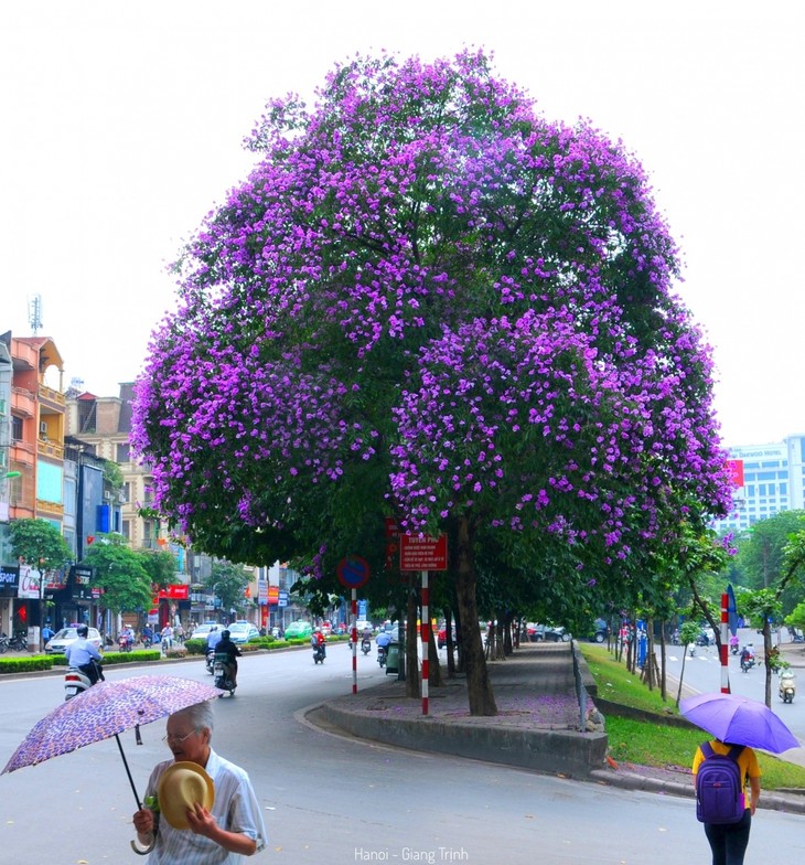 Emergence of blossoming crape myrtle flowers in Hanoi marks arrival of summer - ảnh 2