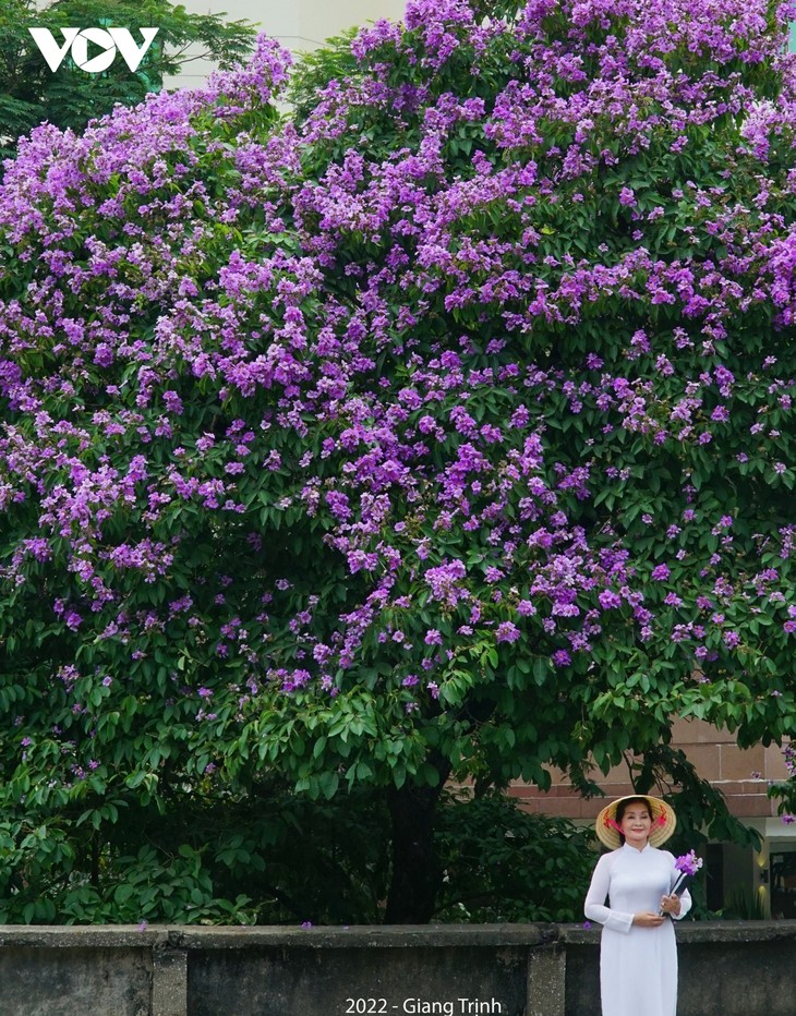 Emergence of blossoming crape myrtle flowers in Hanoi marks arrival of summer - ảnh 5