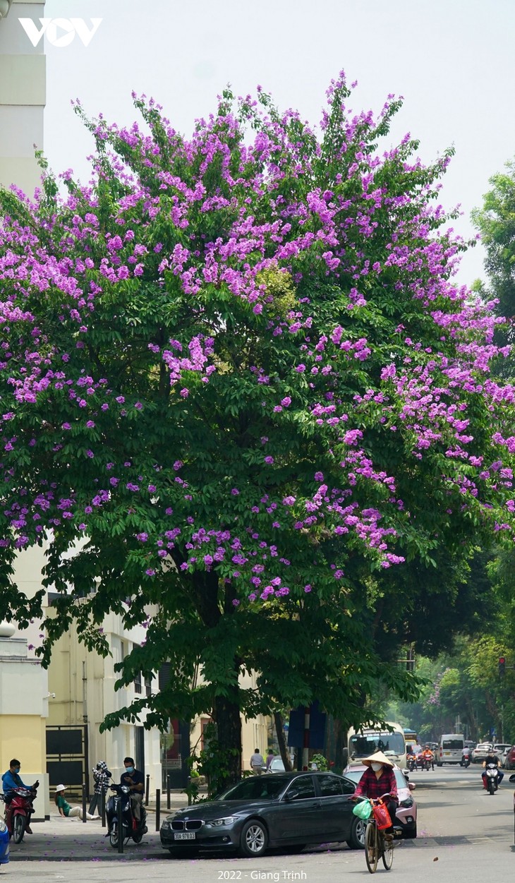 Emergence of blossoming crape myrtle flowers in Hanoi marks arrival of summer - ảnh 6