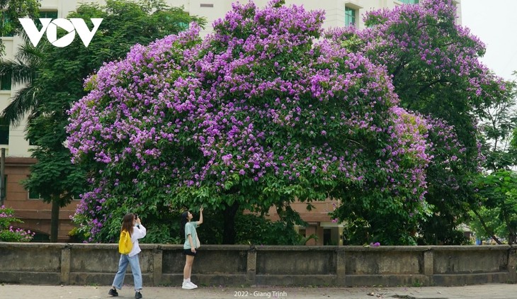 Emergence of blossoming crape myrtle flowers in Hanoi marks arrival of summer - ảnh 7