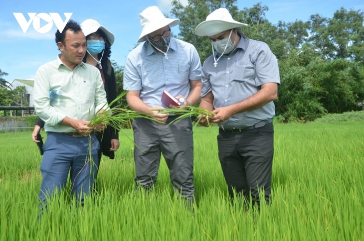 Kien Giang tries to improve value chains of rice and mango - ảnh 1
