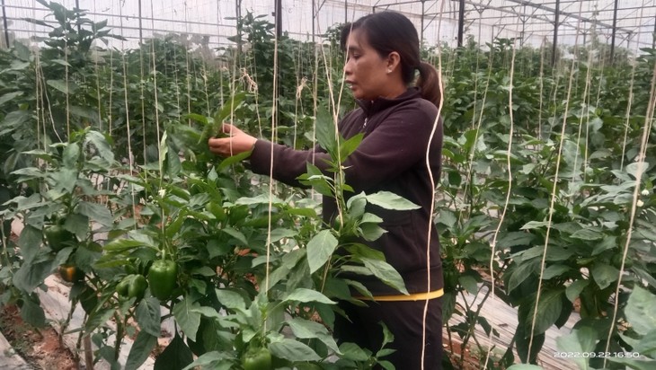 Lagim model brings breakthroughs for ethnic women in Lam Dong province - ảnh 1