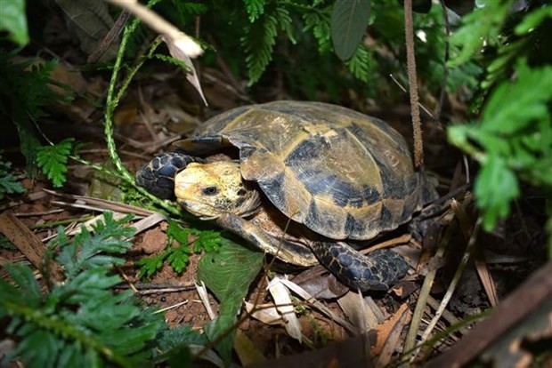 Rare turtles found in Vietnam’s Pu Hu nature reserve - ảnh 1