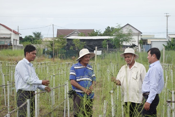 Farmers in Ninh Thuan province make fortune from growing asparagus   - ảnh 2