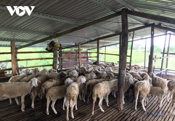 Farmers in Ninh Thuan province get rich by sheep farming - ảnh 1