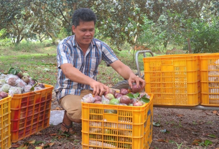 Soc Trang’s purple star apple farmers prosper as exports to US grow - ảnh 2