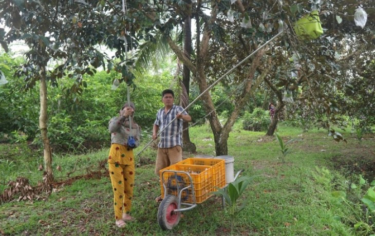 Soc Trang’s purple star apple farmers prosper as exports to US grow - ảnh 3