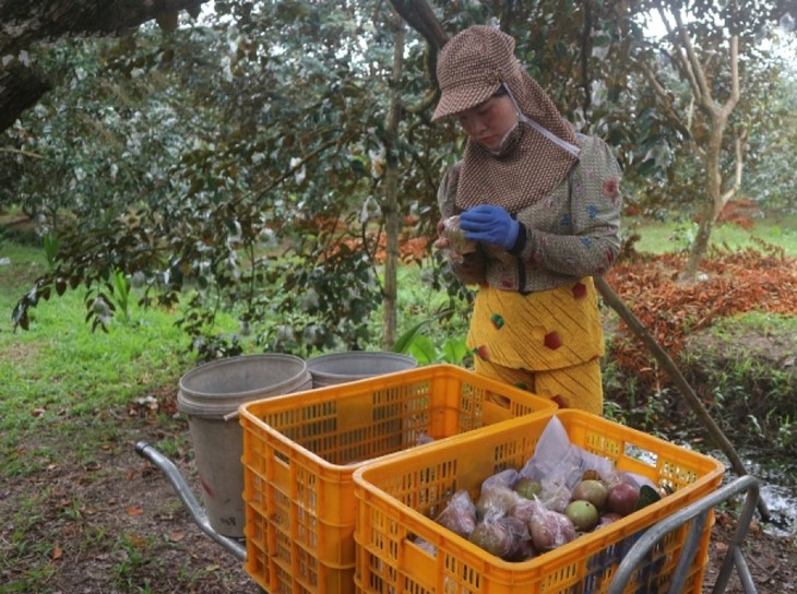 Soc Trang’s purple star apple farmers prosper as exports to US grow - ảnh 1