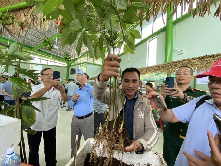 Second ginseng fair to take place in February   - ảnh 1