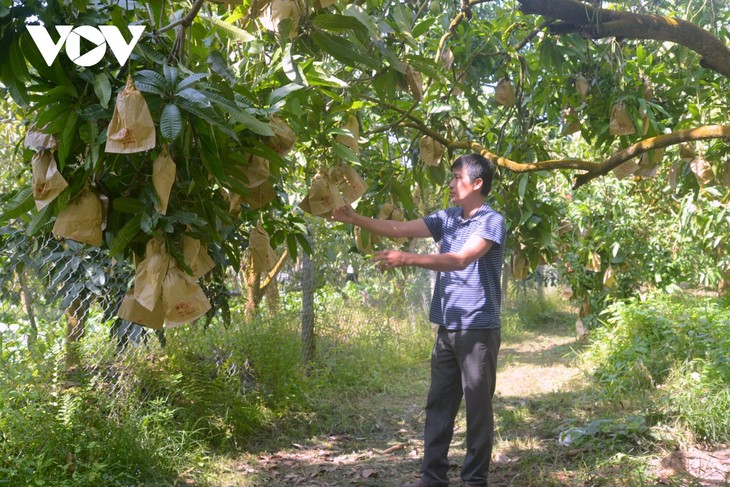 Dong Thap mango festival promotes local specialty