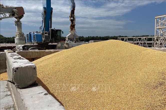 Talks underway to create alternative routes for Ukrainian grain export - ảnh 1