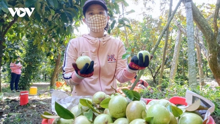 Support strengthened to promote sales of farm produce in mountain, remote areas - ảnh 2