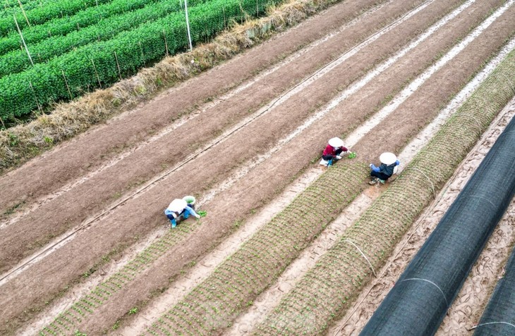 Preparations underway at Tay Tuu flower village ahead of Tet - ảnh 5