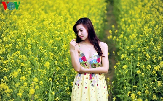 Le printemps s'empare des champs de fleurs de moutarde - ảnh 6