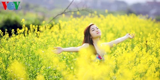 Le printemps s'empare des champs de fleurs de moutarde - ảnh 9