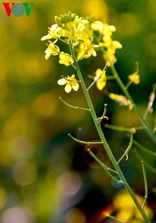 Le printemps s'empare des champs de fleurs de moutarde - ảnh 11
