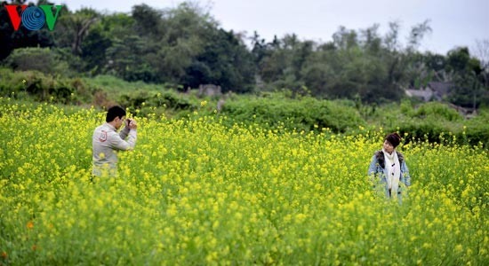 Le printemps s'empare des champs de fleurs de moutarde - ảnh 5