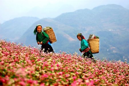 Ha Giang : quand « nouvelle ruralité » rime avec « tourisme communautaire » - ảnh 2