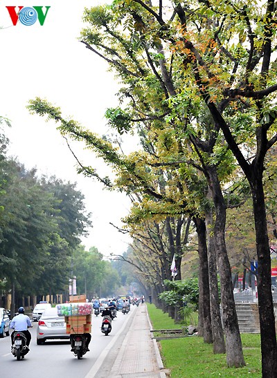 L'entre saison à Hanoi - ảnh 2
