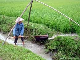 Les Kinh : la riziculture inondée  - ảnh 2