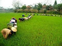 Les Kinh : la riziculture inondée  - ảnh 1