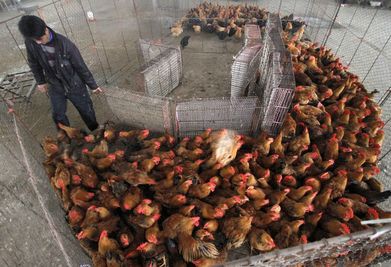 La Chine suspend le commerce d’oiseaux sauvages - ảnh 1