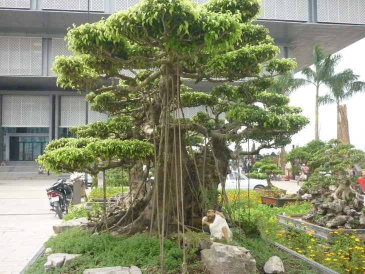 Hue: Vernissage de l’exposition de plantes ornementales au jardin royal de Co Ha - ảnh 1