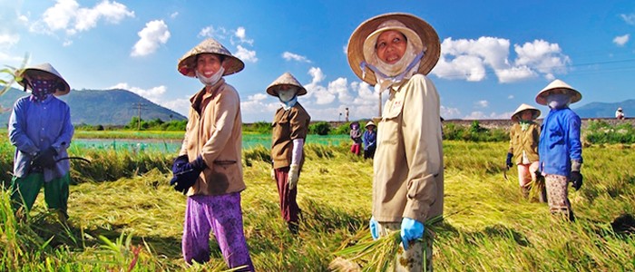 Le Vietnam et le Japon renforcent la coopération agricole - ảnh 1