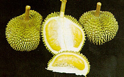 Le durian - héros des fruits - ảnh 1