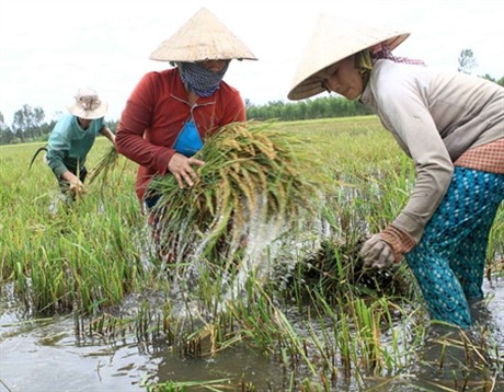 Agriculture vietnamienne face au changement climatique - ảnh 1