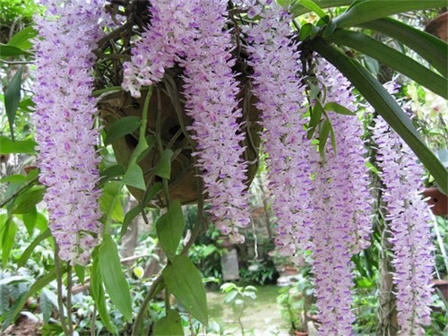 Orchidée - la reine des fleurs - ảnh 5