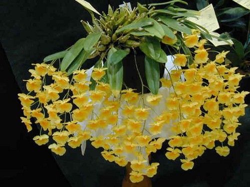 Orchidée - la reine des fleurs - ảnh 4