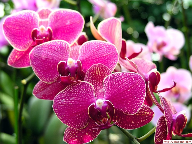Orchidée - la reine des fleurs - ảnh 1
