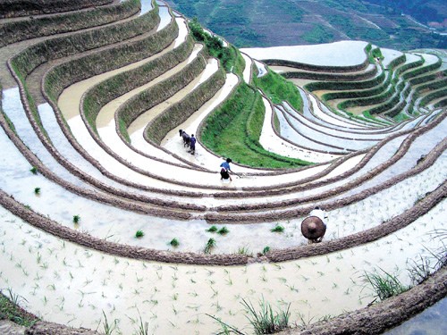 Les rizières en terrasse du Nord du Vietnam - ảnh 4