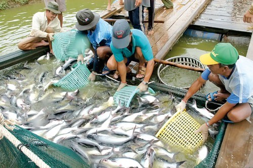 Regain des exportations vietnamiennes de produits aquatiques - ảnh 2