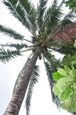 Nam Yet, l’île des cocotiers - ảnh 6