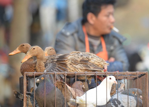 Intensifier la lutte contre la grippe aviaire chez l’homme et la rougeole - ảnh 1