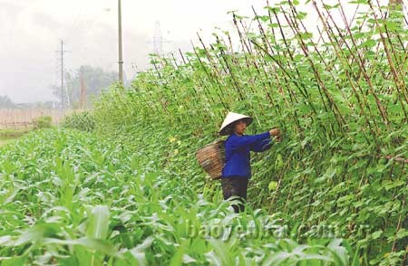 Former la main d’oeuvre rurale à Yên Bai - ảnh 2