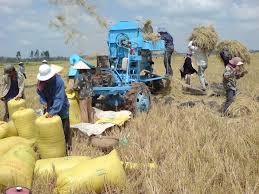 Exportation du riz : Il faut une stratégie à long terme - ảnh 1