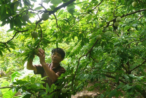 Petites remarques sur les pommes-cannelles du Vietnam - ảnh 4