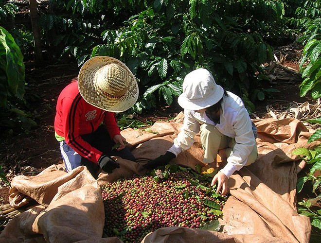 De nouveaux marchés d’export pour les produits agricoles vietnamiens - ảnh 1
