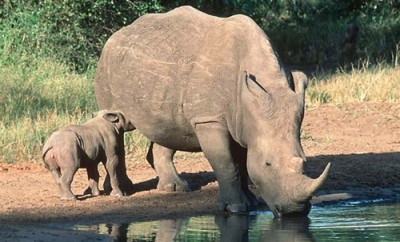 Une campagne sur la protection des rhinocéros - ảnh 1