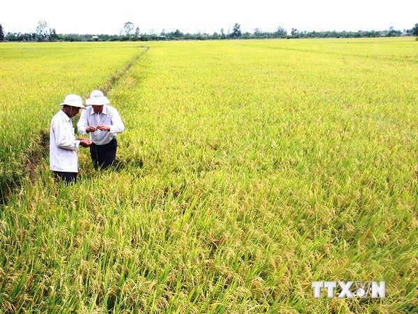 La journée mondiale de l’Alimentation au Vietnam - ảnh 1